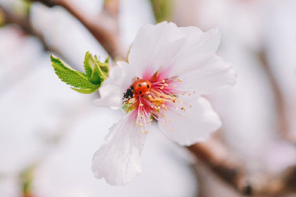 Download A Ladybug on a Flower with Pink Petals - Petals Collection